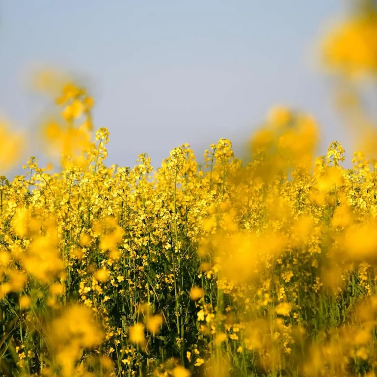 Natural Vegetable Wax Facts