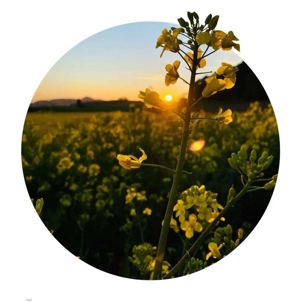Sustainable Home Fragrance Manufacturers Europe